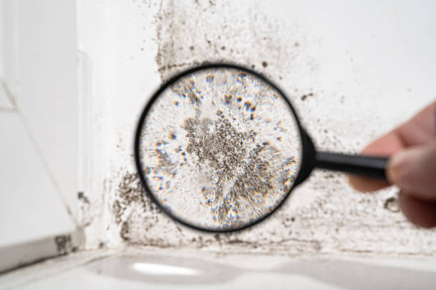 Trusted Atlanta, TX Mold Inspection, Removal & Remediation Experts